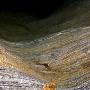 东波鳚【英国海岸十大奇特海洋生物】 动物世界