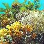 珊瑚礁【英国海岸十大奇特海洋生物】 动物世界
