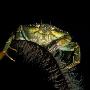 食草蟹【英国海岸十大奇特海洋生物】 动物世界