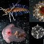 西里伯斯海的奇特生物 动物世界