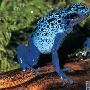钴蓝毒箭蛙【十大令人惊讶的怪诞青蛙】 动物世界