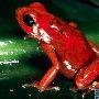 草莓毒箭蛙【十大令人惊讶的怪诞青蛙】 动物世界