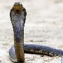 埃及眼镜蛇【8大最恶毒的蛇】 动物世界