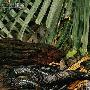 黑森林眼镜蛇【8大最恶毒的蛇】 动物世界