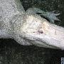 白化鳄鱼【怪异的畸形动物】 动物世界