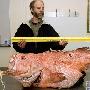 巨型石斑鱼【怪异的畸形动物】 动物世界