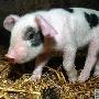 奇怪纹身的小猪【怪异的畸形动物】 动物世界