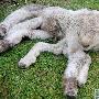七條腿的小羊【怪異的畸形動物】 動物世界