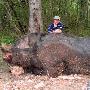 美国最大野猪【怪异的畸形动物】 动物世界