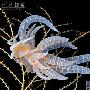 【迷人的海蛤蝓(海蜗牛)】3.Phyllodesmiumiriomotense 动物世界