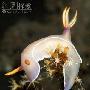 【迷人的海蛤蝓(海蜗牛)】1.Chromodoris bullocki 动物世界