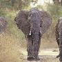 大象健忘，但并非傻瓜【让我们不可思议的动物特异行为】 动物世界