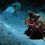 海里20种最怪异鱼类 动物世界