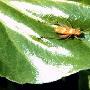 黄蛉－昆虫第二歌手 动物世界