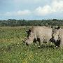 白犀牛【IUCN发布2011年濒危物种“红色名单”】 动物世界