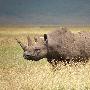 黑犀牛【IUCN发布2011年濒危物种“红色名单”】 动物世界