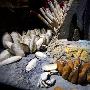 管虫、蛤以及虾类【深海怪异生物展-英国国家自然博物馆举办“深渊”主题展览】 动物世界