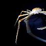 日本巨型蜘蛛蟹【深海怪异生物展-英国国家自然博物馆举办“深渊”主题展览】 动物世界