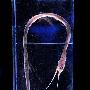 线鳗【深海怪异生物展-英国国家自然博物馆举办“深渊”主题展览】 动物世界