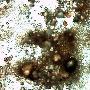 西伯利亚细菌【揭秘五大古老生物】 动物世界