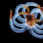 管海葵幼虫【海洋微生物】 动物世界