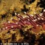 紫色海蛤蝓【英国迷人海底奇境】 动物世界