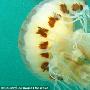 罗盘水母【英国迷人海底奇境】 动物世界