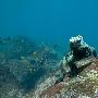 海鬣蜥【令人感到惊奇的海洋生物】 动物世界