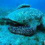 绿甲海龟【令人感到惊奇的海洋生物】 动物世界