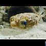 刺鲀【令人感到惊奇的海洋生物】 动物世界