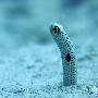 花园鳗鱼【令人感到惊奇的海洋生物】 动物世界