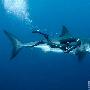 大白鲨【令人感到惊奇的海洋生物】 动物世界