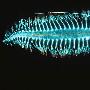 浮蚕【八种深海怪异发光生物】 动物世界