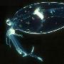 透明鱿鱼【八种深海怪异发光生物】 动物世界