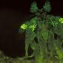 热带虾蛄【八种深海怪异发光生物】 动物世界