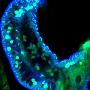 夏威夷短尾鱿鱼【八种深海怪异发光生物】 动物世界