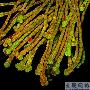 翼柄山牵牛的毛状体【微观世界摄影获奖作品】 动物世界