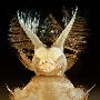 水中苍蝇幼虫【微观世界摄影获奖作品】 动物世界
