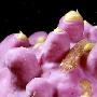 小喉盘鱼【惊爆眼球的海洋生物】 动物世界