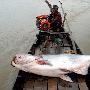 湄公河巨型鲶鱼【内陆河流中的大鱼】 动物世界