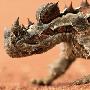Australian Thorny Devil 澳洲刺蜥【沙漠生物】 动物世界