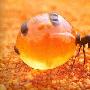 Honeypot Ants 蜜罐蚂蚁【沙漠生物】 动物世界