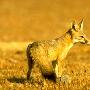 Desert Kit Fox 沙狐【沙漠生物】 动物世界