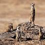 Meerkat 猫鼬【沙漠生物】 动物世界