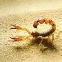 Scorpion 蝎子【沙漠生物】 动物世界