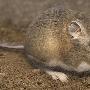 Kangaroo Rat 长鼻袋鼠【沙漠生物】 动物世界