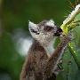 马达加斯加，仙人掌花上的环尾狐猴【花粉传递】 动物世界
