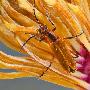 华盛顿国家植物园，荷花玉兰上的花萤【花粉传递】 动物世界
