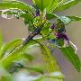 夏威夷，桔梗花上的暗绿绣眼鸟【花粉传递】 动物世界