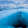环斑海豹【地球上最难于捕捉的景象】 动物世界
